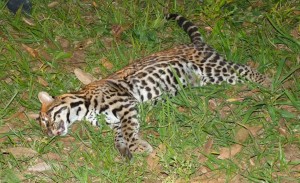 ocelote-atropellado-en-iguazu-1280x1024