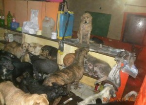 EL REFUGIO 2