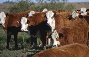 VACAS 2