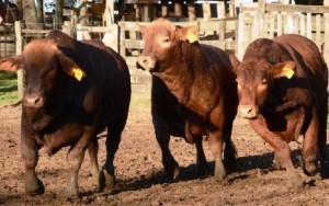 VACAS