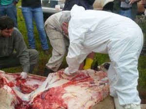 VACAS