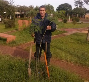 moringa 1