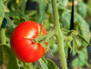 tomate 1