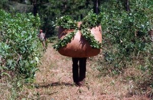 yerba zafra