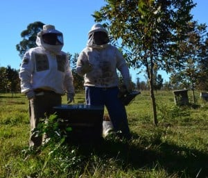 Productores de miel
