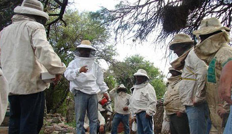 En la provincia hay unos 1.800 productores registrados que obtienen alrededor de 250 mil kilos de miel al año.
