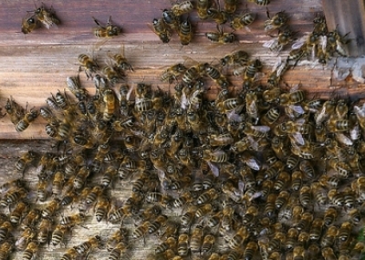 ataque de abejas