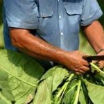 productores tabacaleros