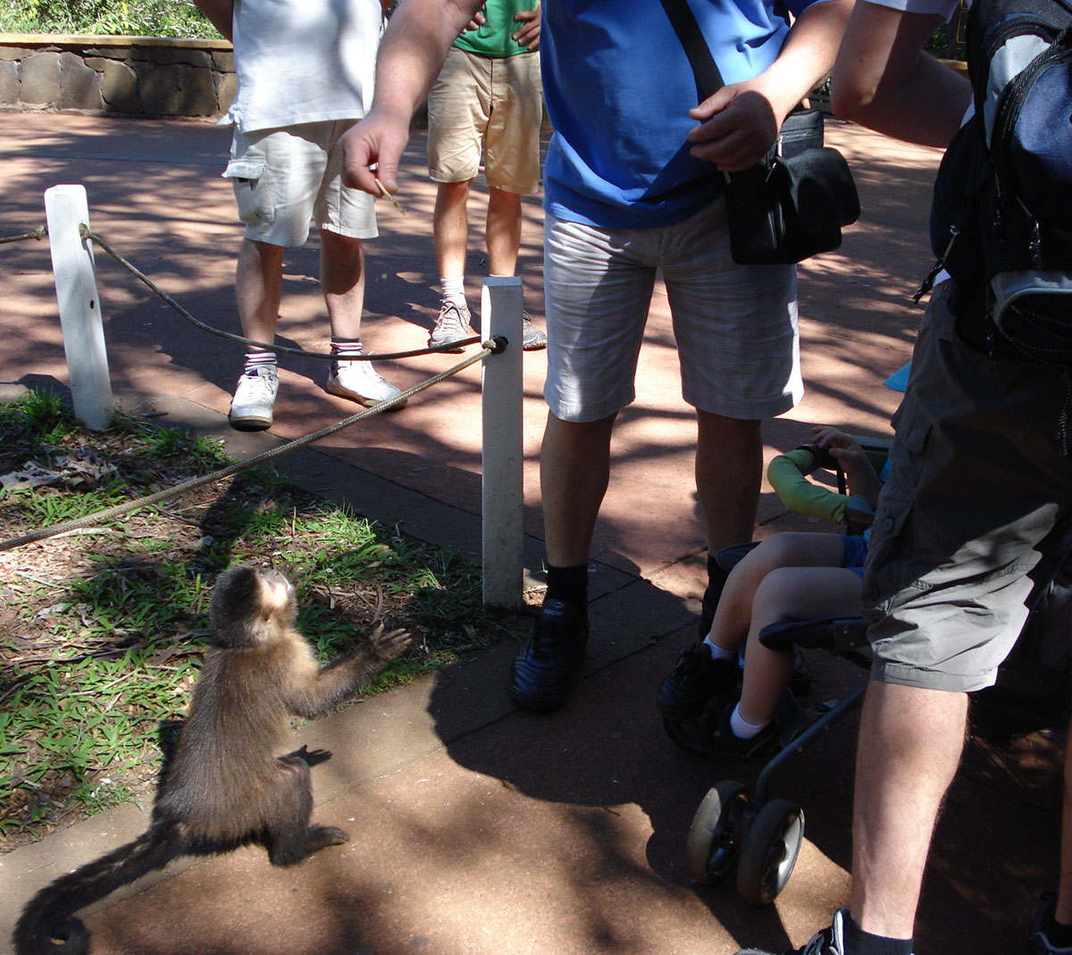 Turista alimentando a un juvenil de mono caí en el bar Dos Hermanas (Paseo Inferior, Área de Cataratas). FOTO: Gentileza IBS.