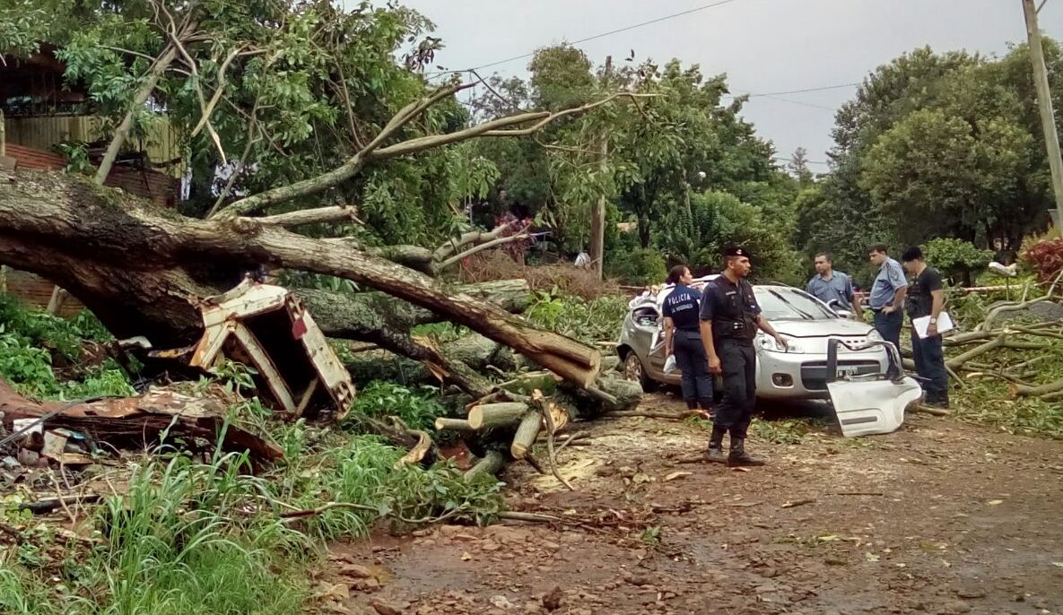 Eldorado: en plena tormenta un árbol cayó sobre un remis y ...