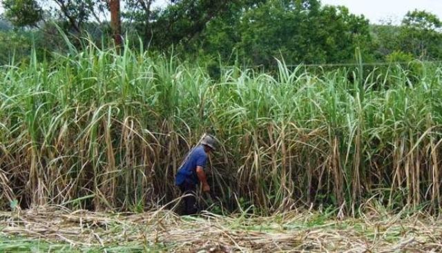 Buscan aumentar la producción de caña de azúcar - MisionesOnline