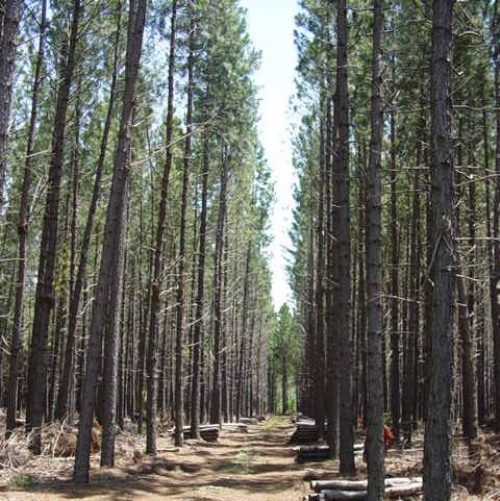 Semana Mundial del Ambiente: "La oportunidad para acrecentar el compromiso de ordenaci&oacute;n forestal de los bosques en la regi&oacute;n"
