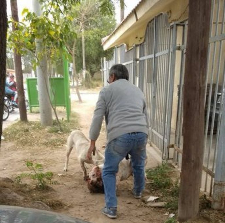 Álbumes 98+ Foto videos de peleas de perros callejeras Lleno