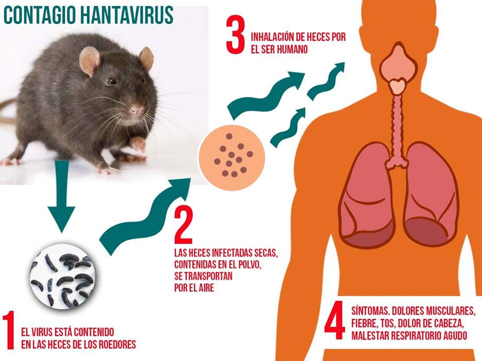 Qué es y cómo prevenir el hantavirus?, la enfermedad que suma ...