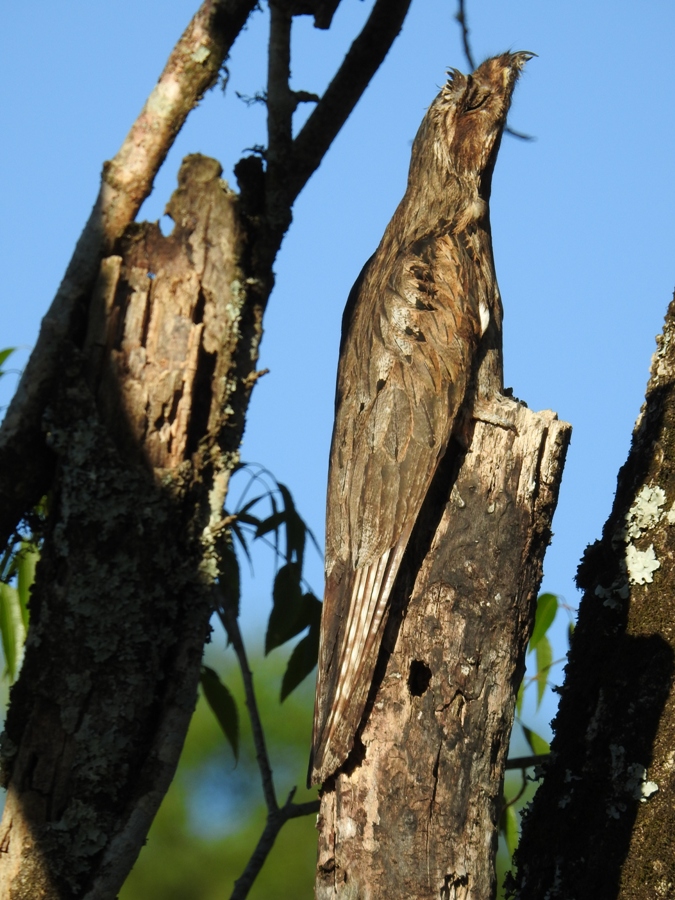 Mas De 240 Especies De Aves Habitan En La Reserva Natural Urutau De La Eby Entre Raras Veces Vistas Amenazadas Y Dificiles De Observar En La Argentina Misionesonline