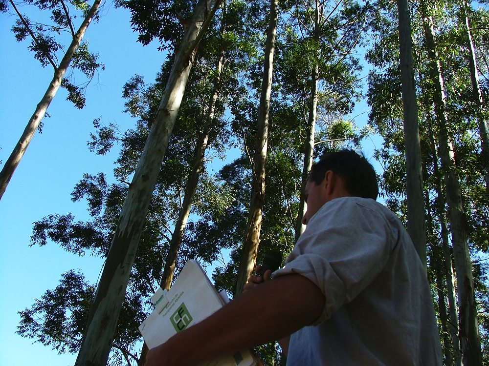 16 De Agosto Dia Del Ingeniero Forestal Argentino Misionesonline