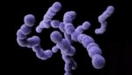 enfermedades por Streptococcus pyogenes