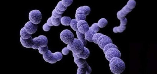 enfermedades por Streptococcus pyogenes