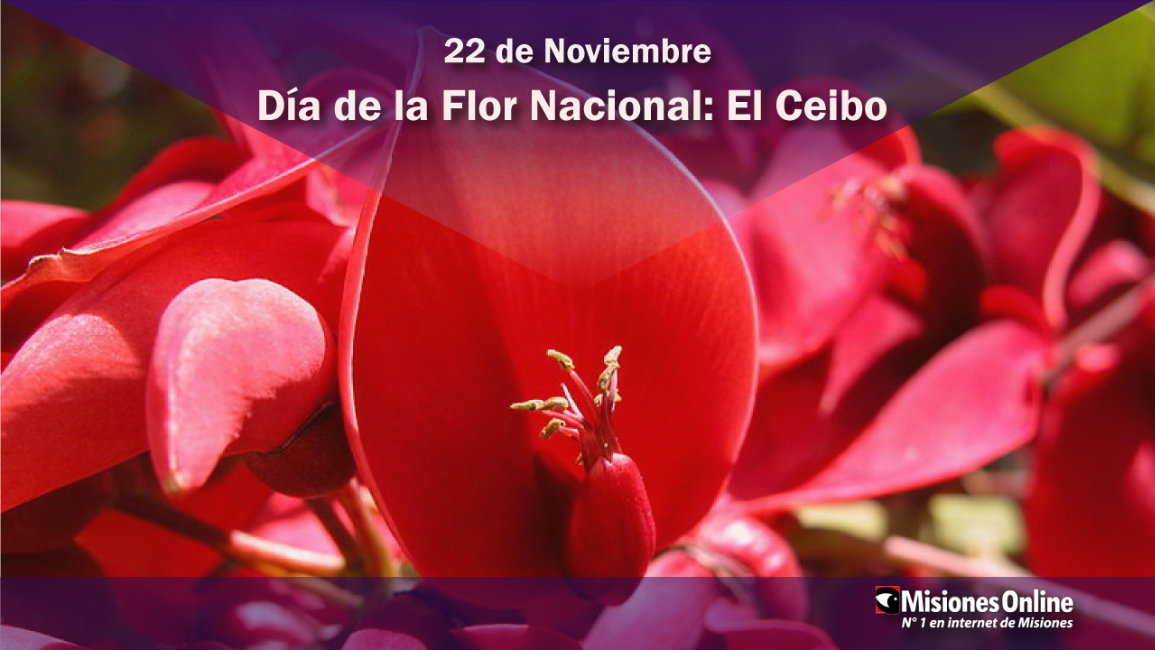 22 de noviembre Día de la Flor Nacional: El Ceibo - MisionesOnline