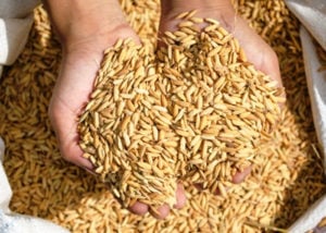 Nueva resolución del INASE: cómo funcionará el control de semillas impulsado por Sturzenegger que reabre el debate en el agro imagen-6