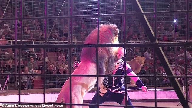 Video: el aterrador momento en que un león ataca a su entrenador en medio  de un show de circo - MisionesOnline
