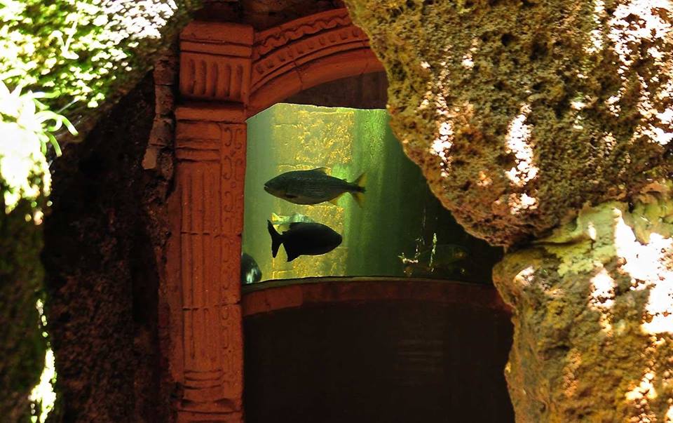 aquarium montecarlo