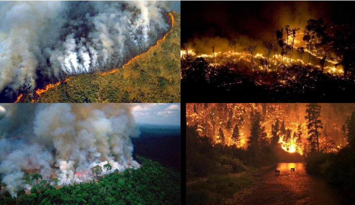 El fuego que inició en el Amazonas ya arrasó con casi 500 mil hectáreas y alcanzó a Bolivia y Paraguay - MisionesOnline