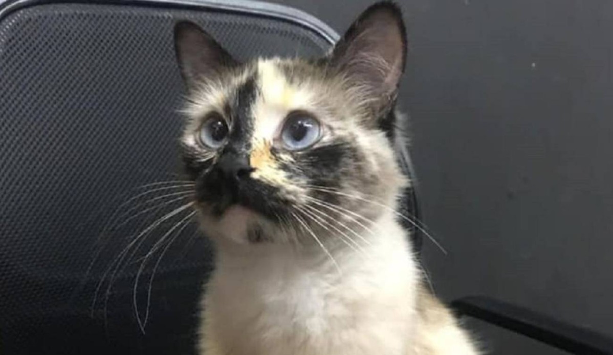 A Mi Gato Le Sale Un Hilo Del Ano