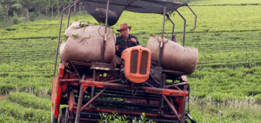 línea de créditos para productores tealeros