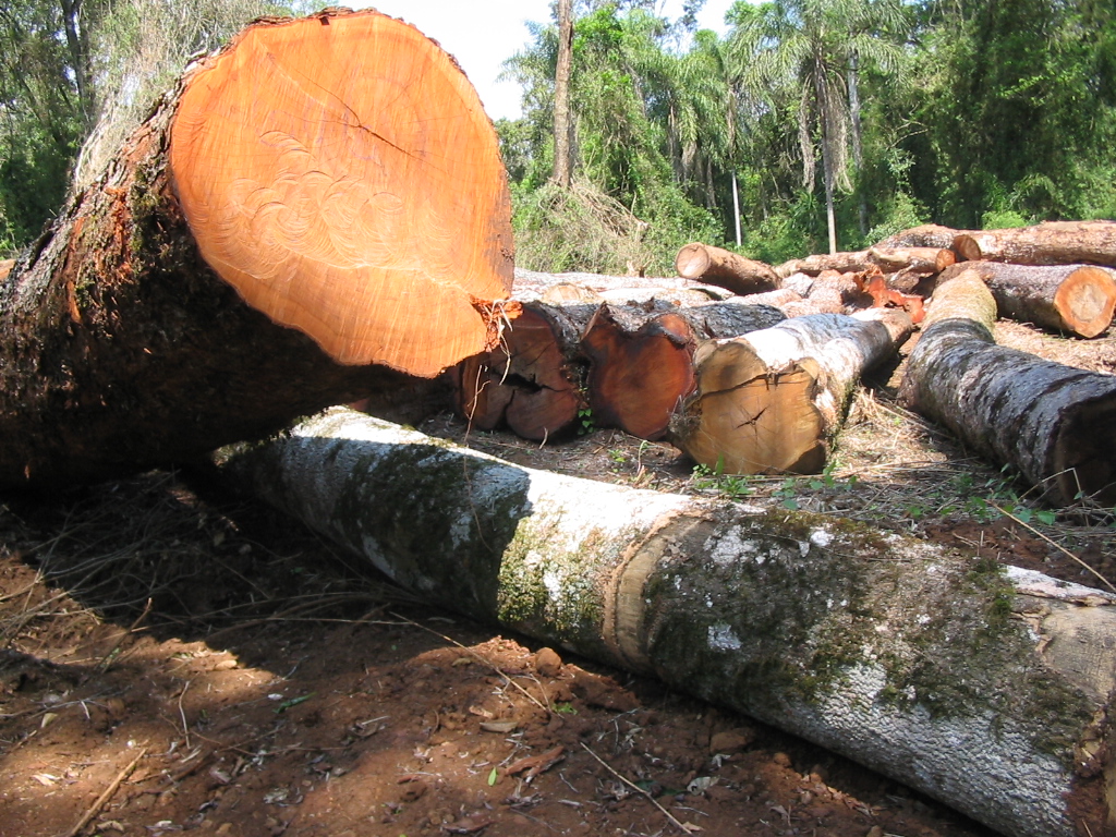 Mesa Forestal Provincial: este jueves la agenda de trabajo incluirá el análisis de competitividad para la foresto-industria que "tiene capacidad inmediata para movilizar la economía y crear empleo”