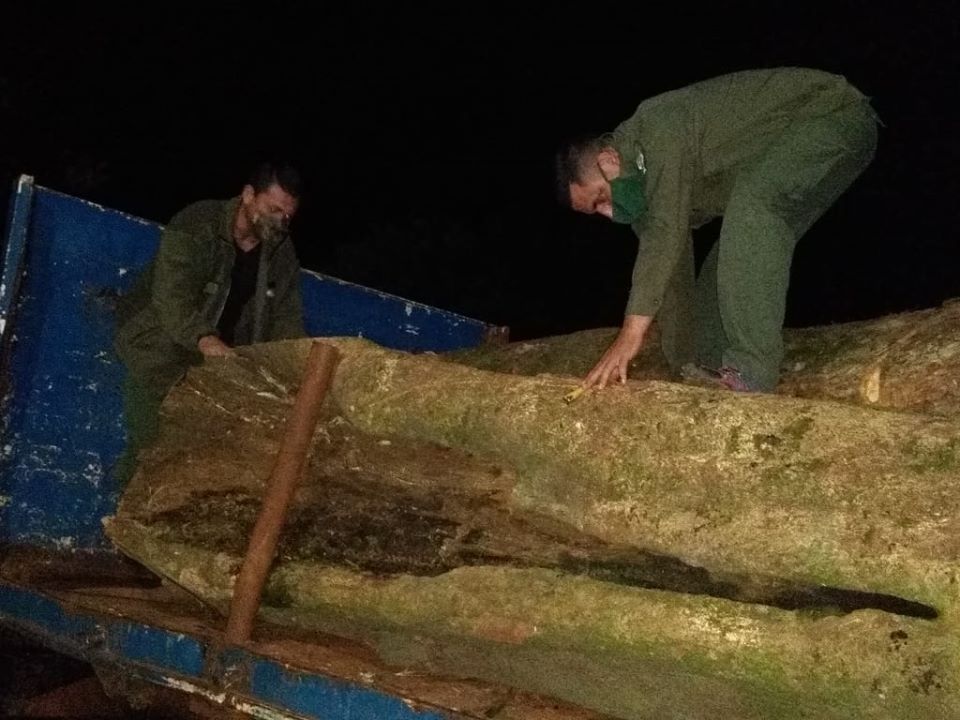 Bosque nativo: Ecología retiene transporte forestal de carga de rollos sobre la ruta Costera 2 y en Fracrán