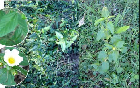 Retirada roto Finito Escoba dura”, el pequeño arbusto con grandes propiedades curativas -  MisionesOnline