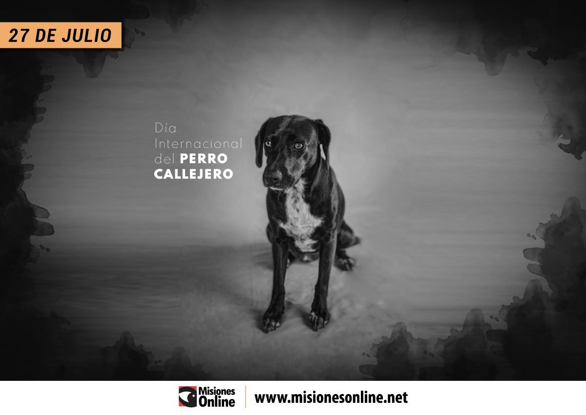 ¿por Qué Se Celebra Hoy El Día Del Perro Callejero Misionesonline