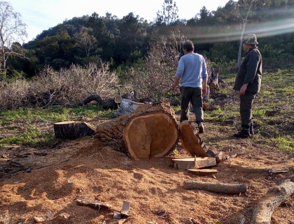 Ecología constató extracción ilegal de madera de un Lapacho Negro en Cerro Corá, una especie monumento natural en Misiones