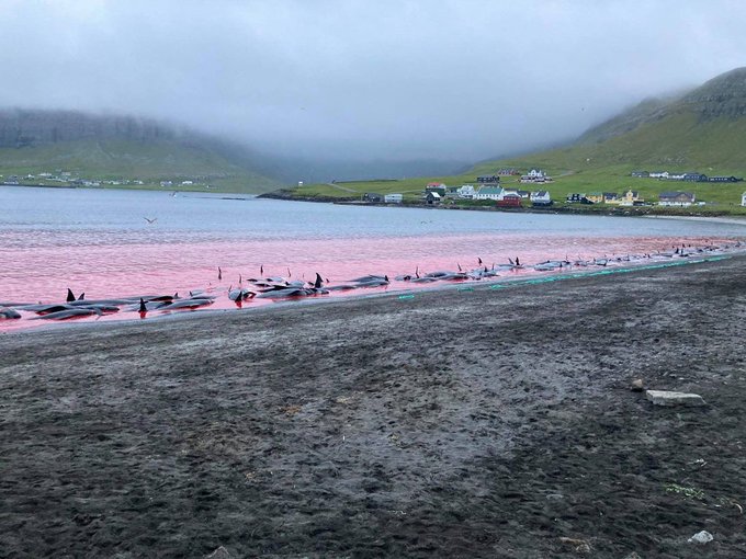 Dinamarca: controvertida práctica de caza de ballenas se reanuda en las Islas Feroe pese a la pandemia