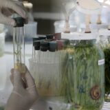 Biofabrica comenzará a producir aceite de cannabis