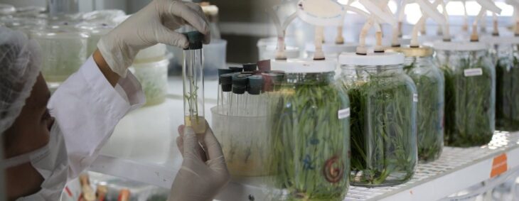 Misiones elaborará aceite de cannabis de uso medicinal en la Biofábrica