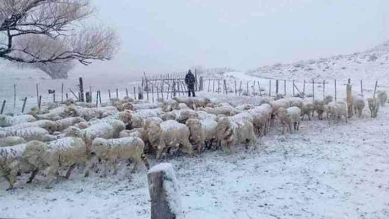 La Patagonia argentina con nevadas históricas y desesperado reclamo de ayuda desde zonas rurales aisladas, sin luz, agua y escazes de alimentos