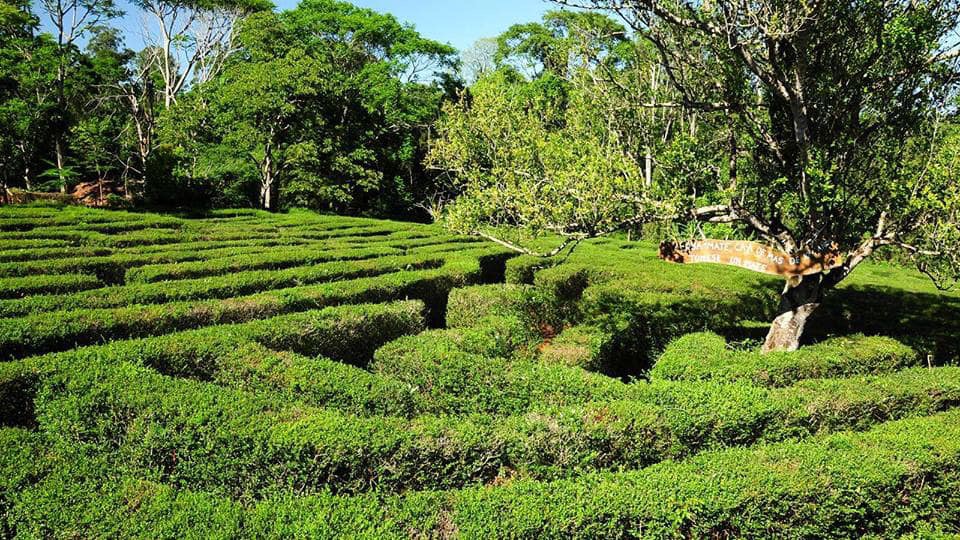 Turismo interno: sin desayuno buffet y bajo el sistema de turnos, así sería la prueba piloto de los hoteles en Misiones