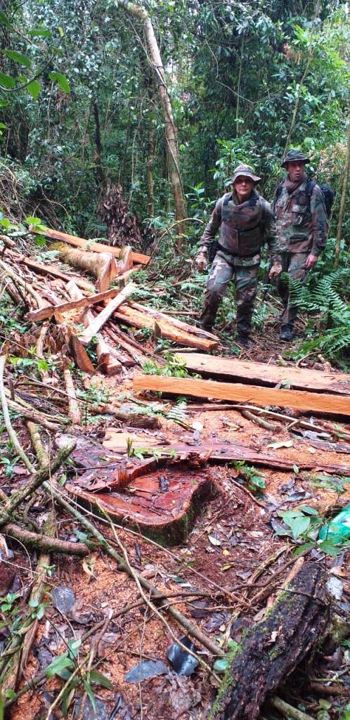 Guardaparques y gendarmes frustran robo de madera nativa en Misiones