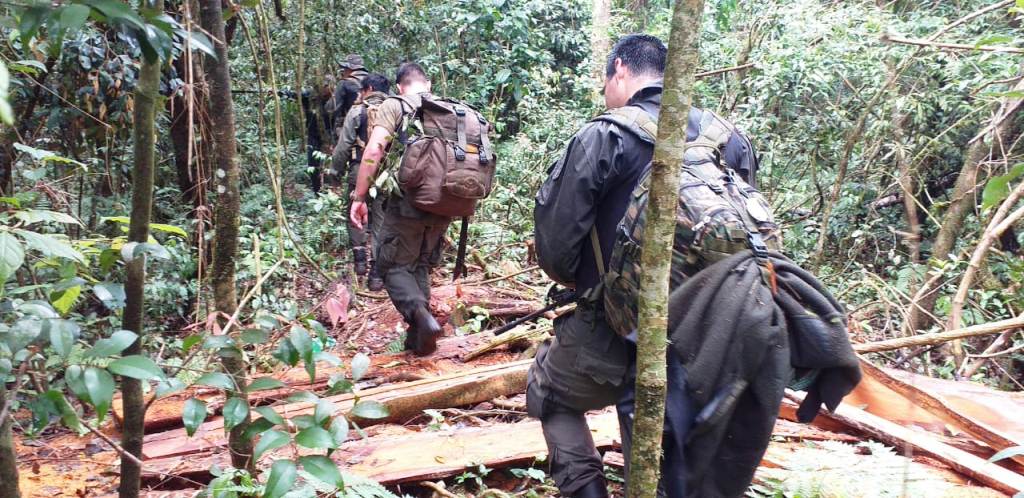 Guardaparques y gendarmes frustran robo de madera nativa en Misiones