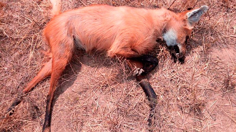Mataron un aguará guazú, especie en peligro de extinción: publicaron las fotos y fueron detenidos
