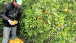 cosecha de naranjas