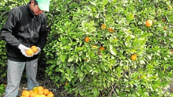 cosecha de naranjas