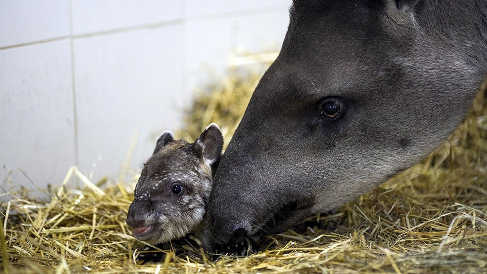 Nació un tapir en el Ecoparque porteño