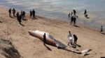 hallaron una ballena muerta en Las Grutas