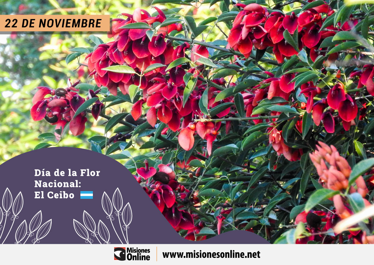 Hoy se celebra el Día Nacional del Ceibo: La Flor Nacional que guarda una  leyenda guaraní - MisionesOnline