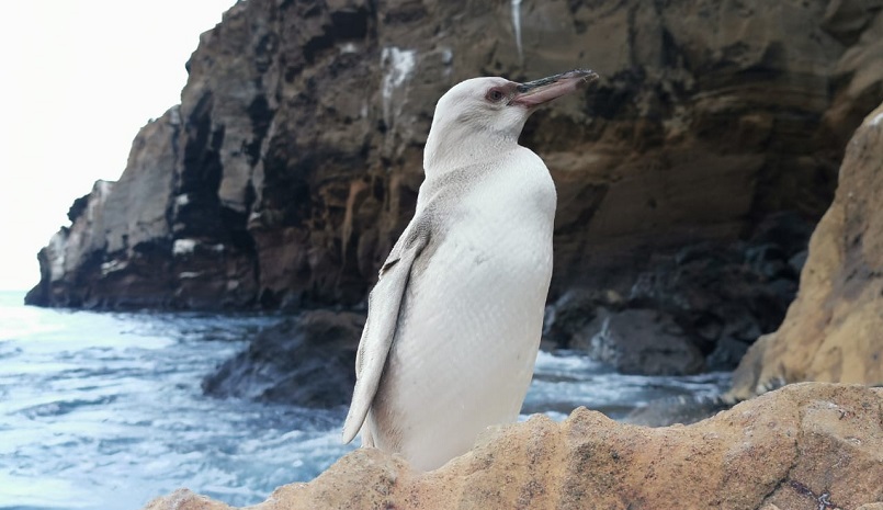 pingüino blanco en las Islas Galápagos