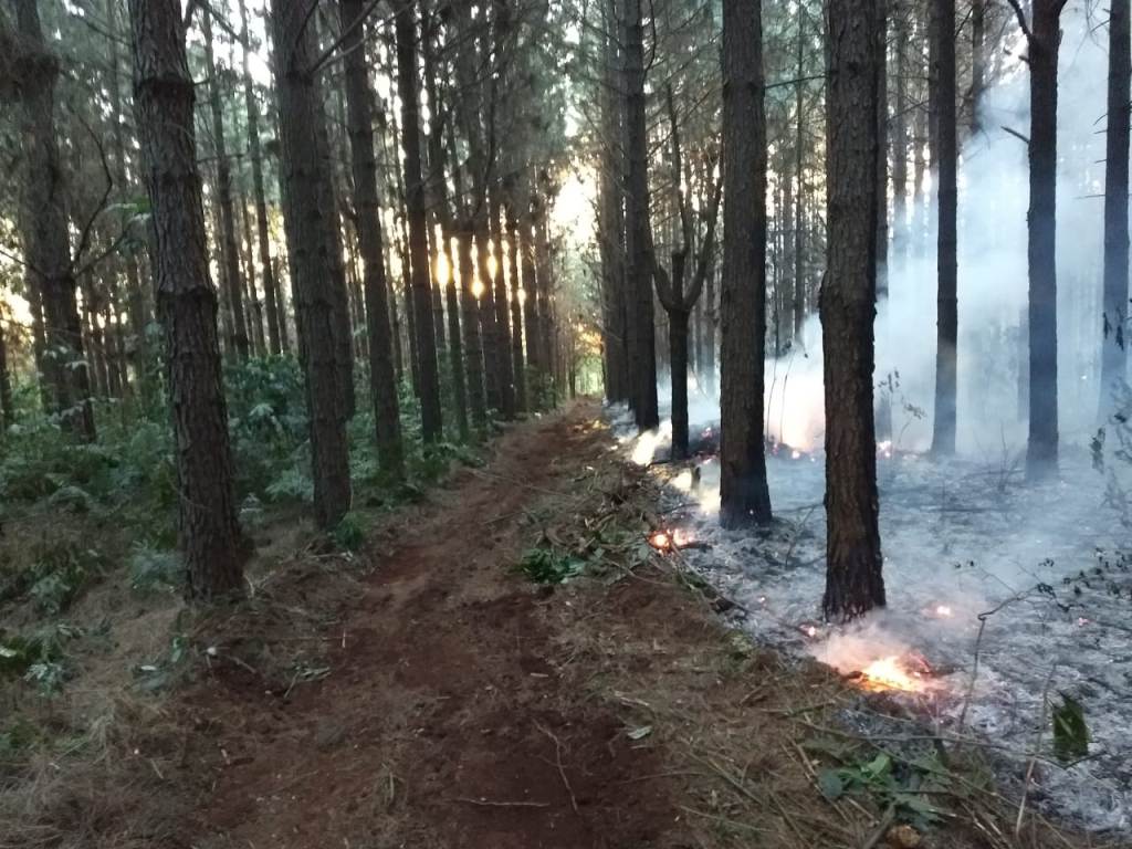 Quemas ilegales en Misiones: forestadores y profesionales sostienen que los incendios de pinares en el norte de la provincia son intencionales