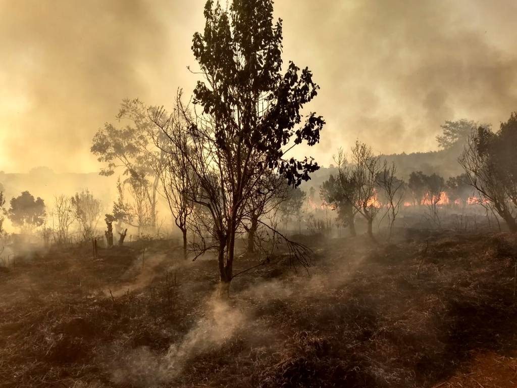 Quemas ilegales en Misiones: forestadores y profesionales sostienen que los incendios de pinares en el norte de la provincia son intencionales